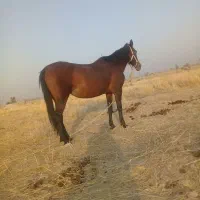 اسب مادیون درشور درجه یک|اسب و تجهیزات اسب‌سواری|شیراز, اکبر آباد|دیوار