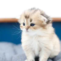 بچه گربه اسکاتیش بریتیش پرشین