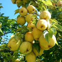 فروش انواع نهال‌ میوه لیبل‌دار