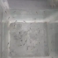 62بچه گوپی|ماهی|سنندج, |دیوار