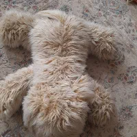 گلشهر|اسباببازی|کرج, گلشهر|دیوار