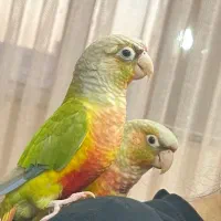 گرینچیک سخنگو نر و ماده