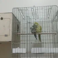 ۳جفت راهب مولد دم تخم|پرنده|کرج, شاهین‌ویلا|دیوار