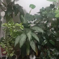 تعدادی گل|گل و گیاه طبیعی|اردبیل, |دیوار