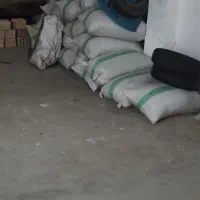 شالی ندا