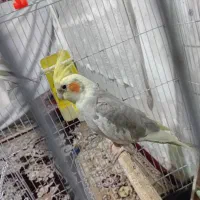 یک جفت عروس