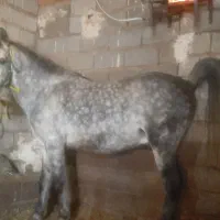 نریان|اسب و تجهیزات اسب‌سواری|کشاورز, |دیوار