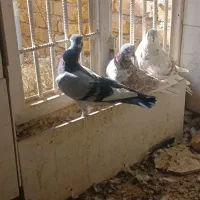 کفتر پرشی|پرنده|اردکان, |دیوار