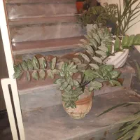 یک سری گل های زینتی اپارتمانی سرحال بهمراه گلدان.|گل و گیاه طبیعی|تهران, شهرک ولیعصر شمالی|دیوار
