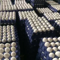 پخش تخم مرغ مارکدارتحویل زیرقیمت همه جا حتی ۱کارتن