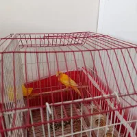 قناری نروماده