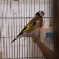 سهره خوش رخ دهن لر