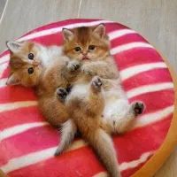 بریتیش گلد جوجه بلا|گربه|تهران, آجودانیه|دیوار