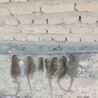 سمپاشی موریانه،سم پاشی سوسک سمپاشی موش و...
