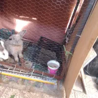 قفس بزرگ آهنی مخصوص خرگوش مرغ مرغابی کبوتر|لوازم جانبی حیوانات|طرقبه, |دیوار