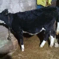 گوساله سیمینتال درهشترود|حیوانات مزرعه|هشترود, |دیوار