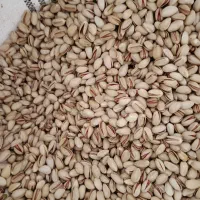 فروش وخریدپسته