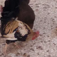 مرغ و خروس محلی