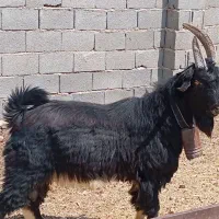 بز، دوبر