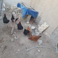 مرغ