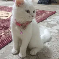 بچه گربه اسکاتیش