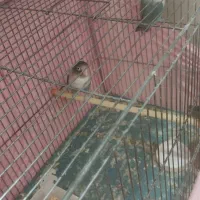 برزیلی عروس فنچ|پرنده|فردیس, ثابتی|دیوار