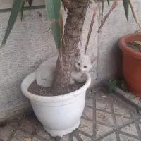 واگذاری گربه