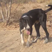 سگ نگهبان|سگ|ساوه, |دیوار