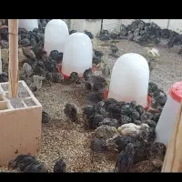 بلدرچین ۲۵ روزه