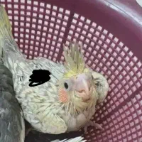 جوجه عروس هلندی