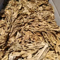 برگ کاهو