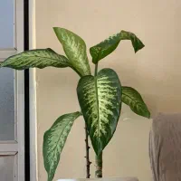 گل دیفن باخیا