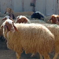۱۲ گوسفند ابستن جوان داشت