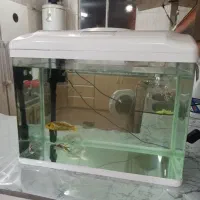 آکواریوم ماهی شرکتی