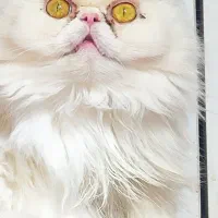 پرشین ماده عقیم شده