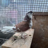 کبوتر|پرنده|آزادشهر, |دیوار