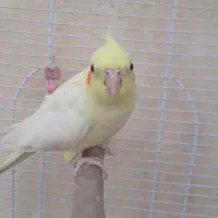 عروس هلندی ماده