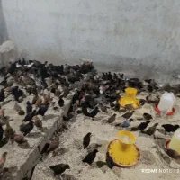 جوجه یک ماهه