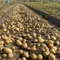 سیب بذری و خوراکی