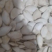 تخمه کدو|عمده‌فروشی|هشترود, |دیوار