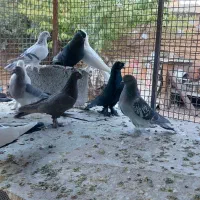 کفتر یا کبوتر ترک اصیل سینه دمبی ماده|پرنده|شیراز, حومه شیراز|دیوار