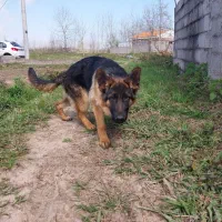 سلام سگ ژرمن یک ساله|سگ|کوچصفهان, |دیوار