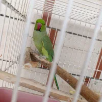 طوطی ملنگو نر جوان|پرنده|بهبهان, |دیوار