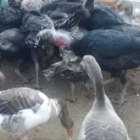 بقلمون وغاز