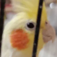 عروس هلندی 1 ساله  لوتینو تخم گذار ماده|پرنده|شاهین‌شهر, فردوسی|دیوار