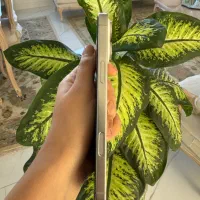 آیفون 16promax512گیگ|موبایل|تبریز, |دیوار