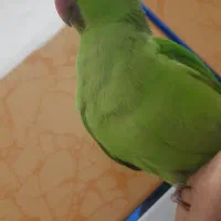 جوجه ملنگو