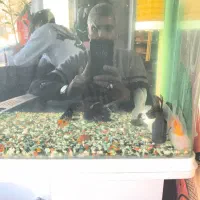 آکواریوم با ۶ عدد گلدفیش تایلندی