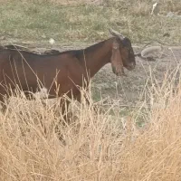 دو عدد بز اپس سه ماهه|حیوانات مزرعه|ایرانشهر, |دیوار