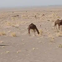 تعدادی هاشی شتر